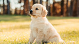 puppy photo 2